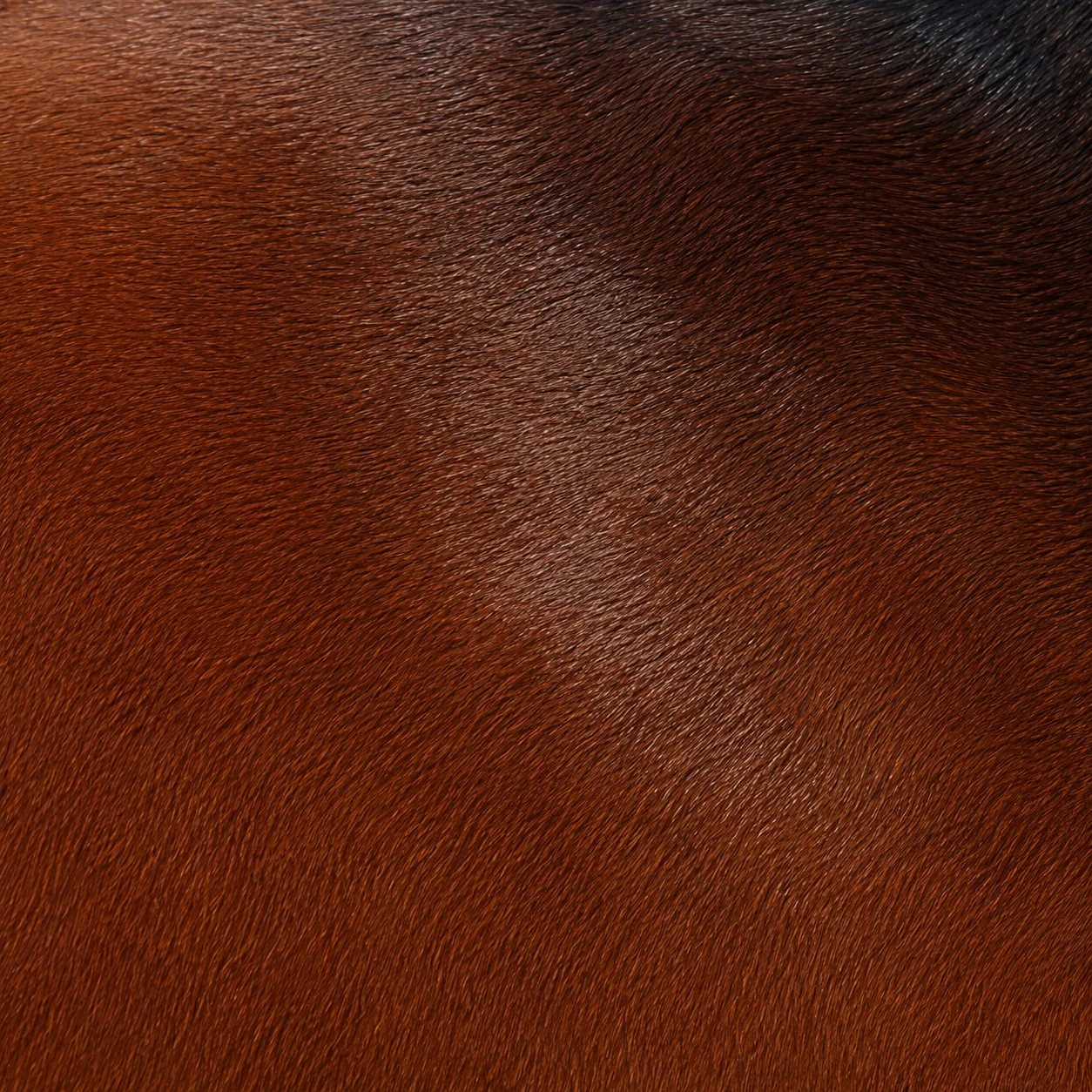 Vignette d'un cheval bai, corps roux et crins noirs.