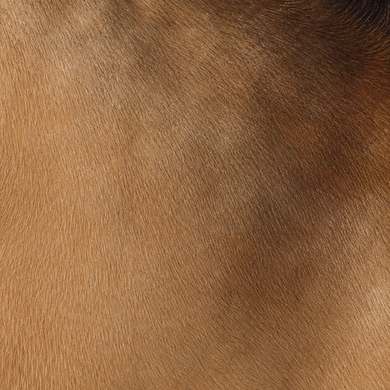 Vignette d'un cheval bai dun, robe sable et raie de mulet sur le dos.
