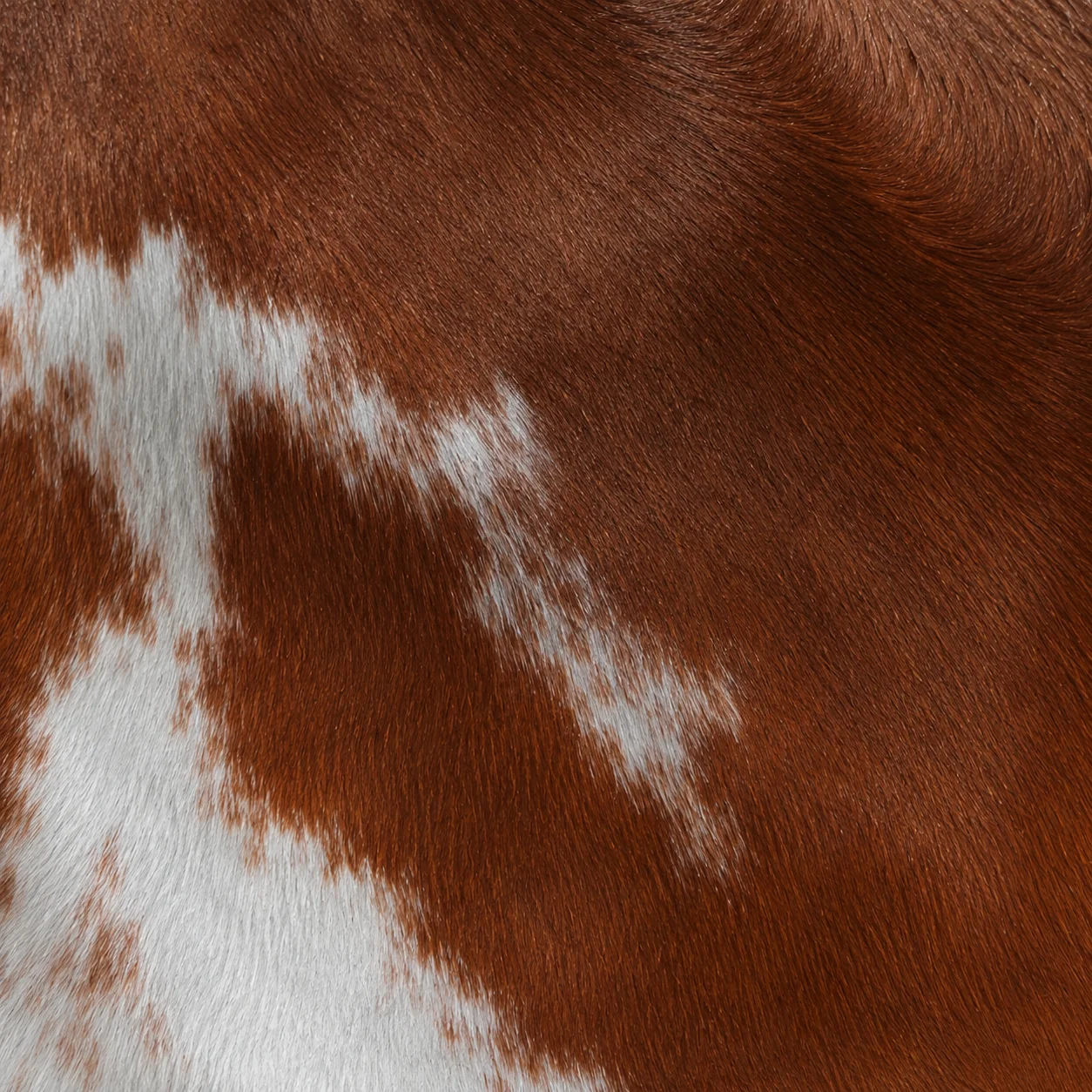 Vignette d'un cheval bai pie frame overo, taches blanches irrégulières sur les flancs.