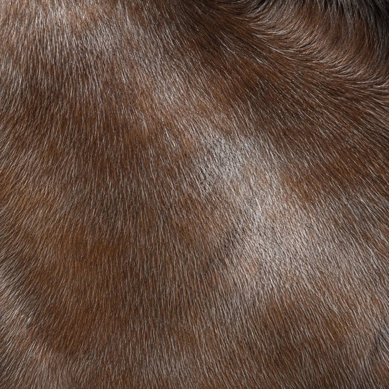 Vignette d'un cheval bai en cours de grisonnement, poils blancs mêlés à la robe.