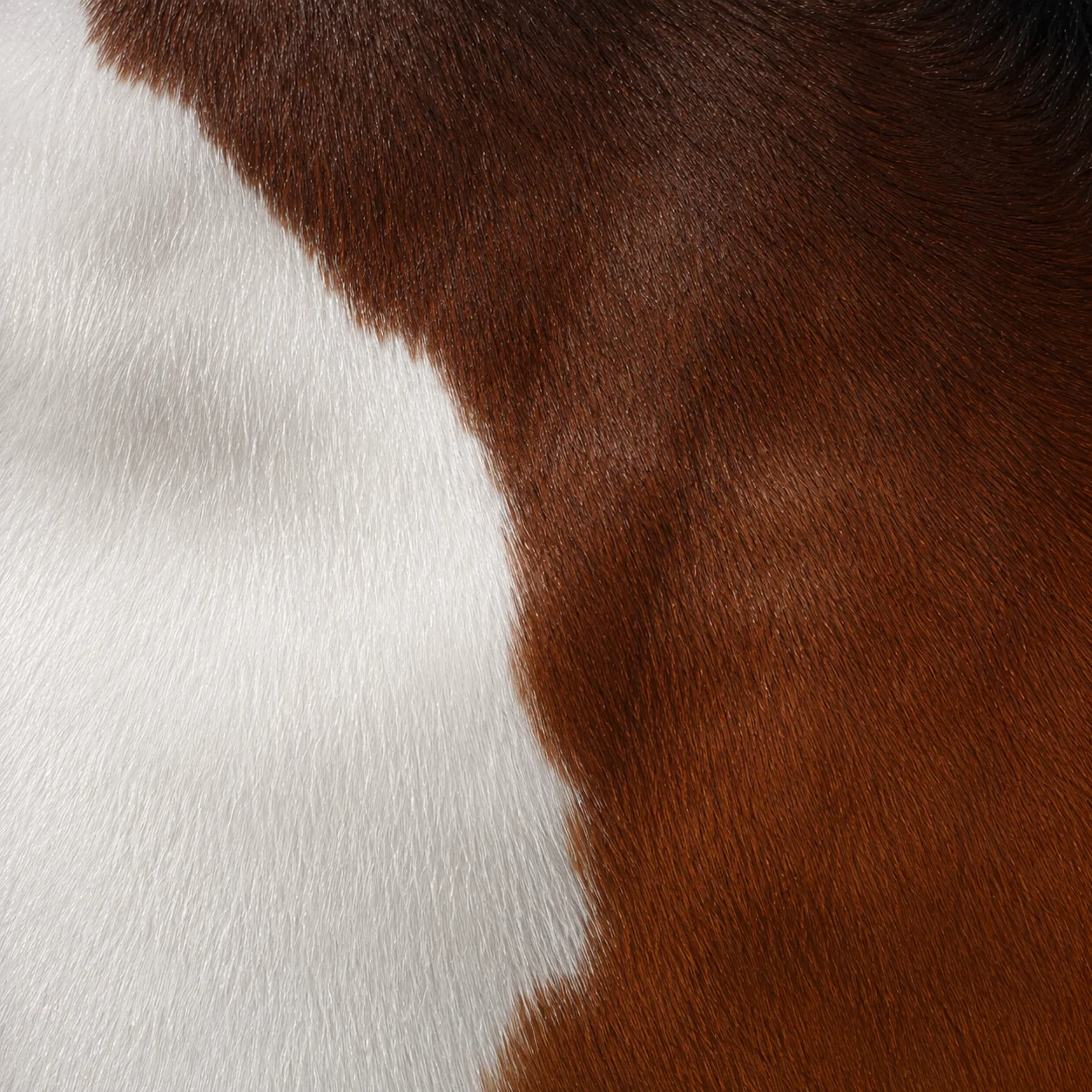 Vignette d'un cheval bai pie tobiano, larges taches blanches arrondies.
