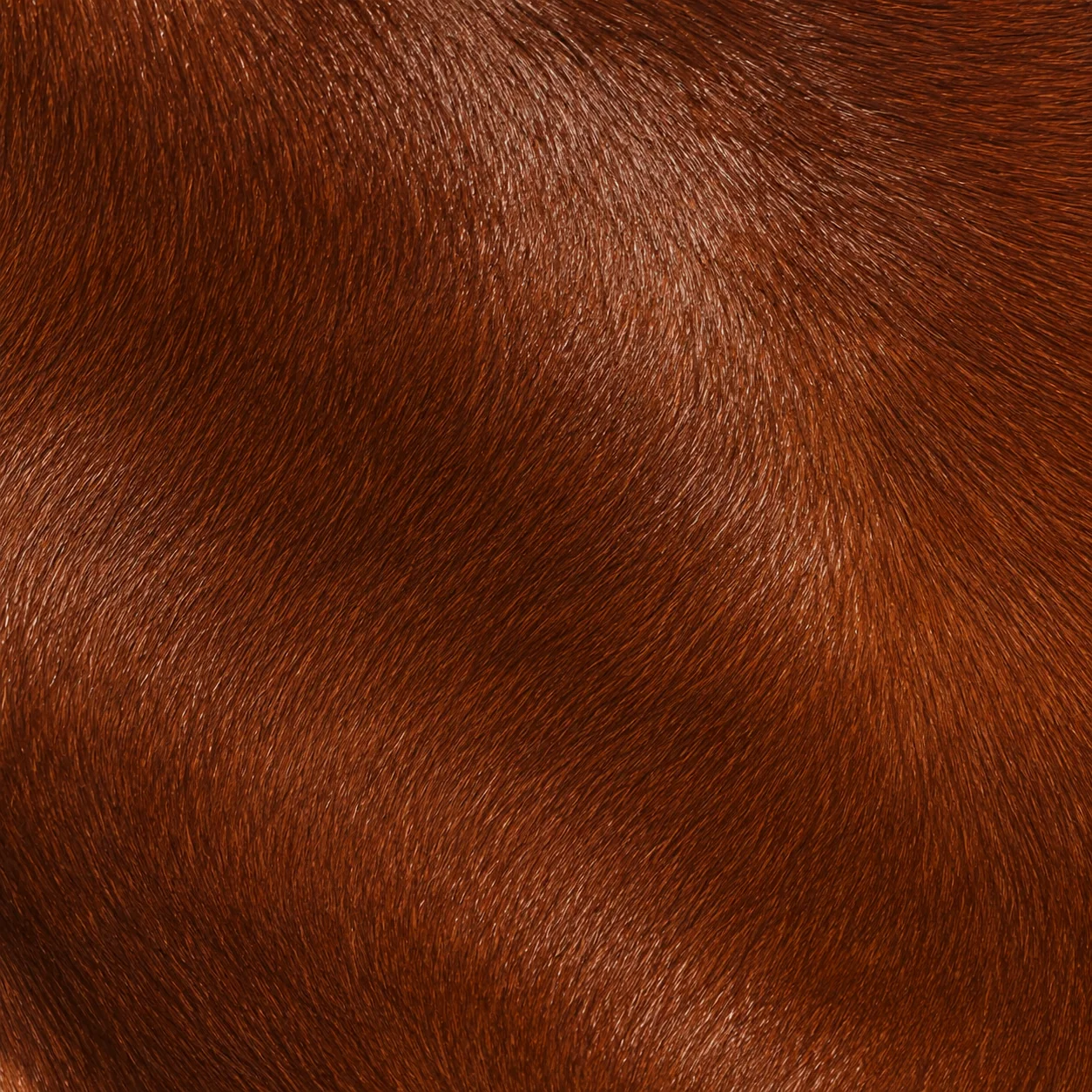 Vignette d'un cheval alezan, la robe rouge uniforme produite par un génotype e/e.