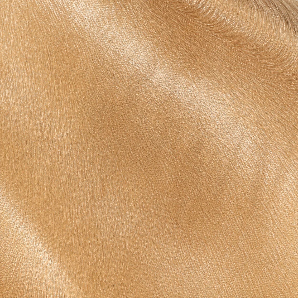Vignette d'un cheval champagne or, robe dorée et peau mouchetée.