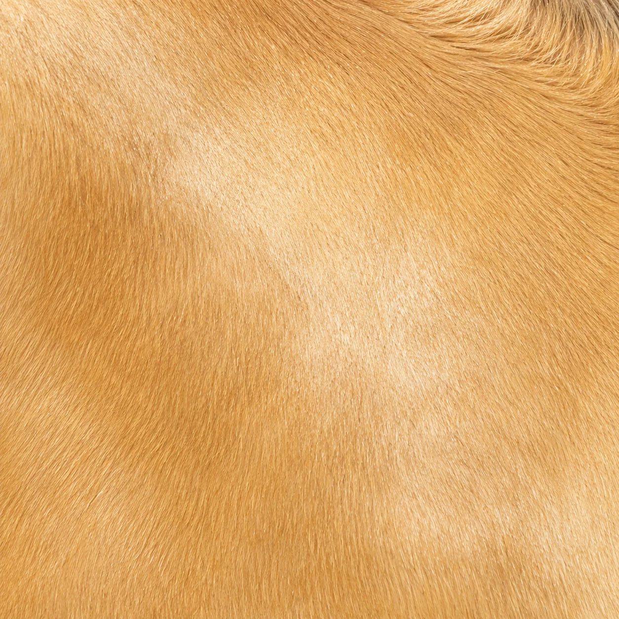 Vignette d'un cheval palomino, robe dorée et crins presque blancs.